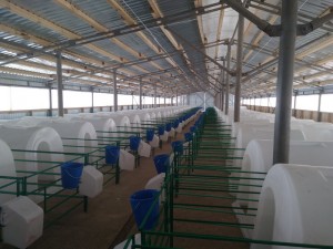 Пластиковый домик для содержания телят эргономичной формы 1500мм 